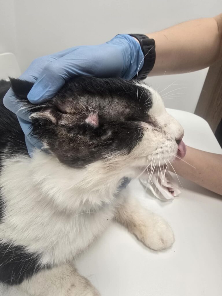 A black and white cat with significant open wounds is on a vet table. His ears are being examined