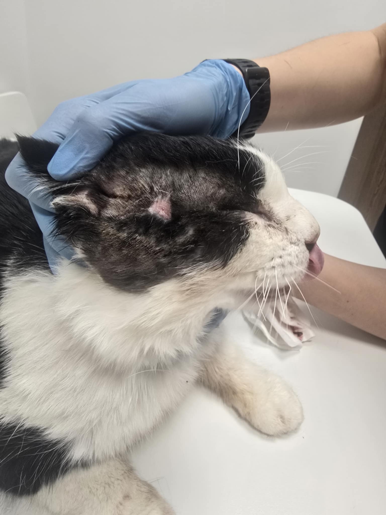 A black and white cat with significant open wounds is on a vet table. His ears are being examined