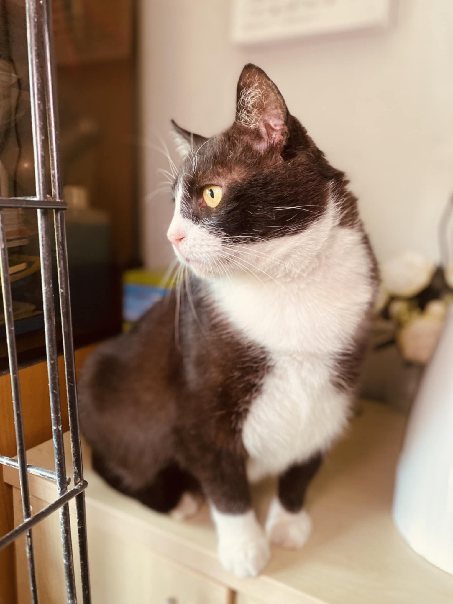 A black and white tuxedo cat is sitting on a cabinet