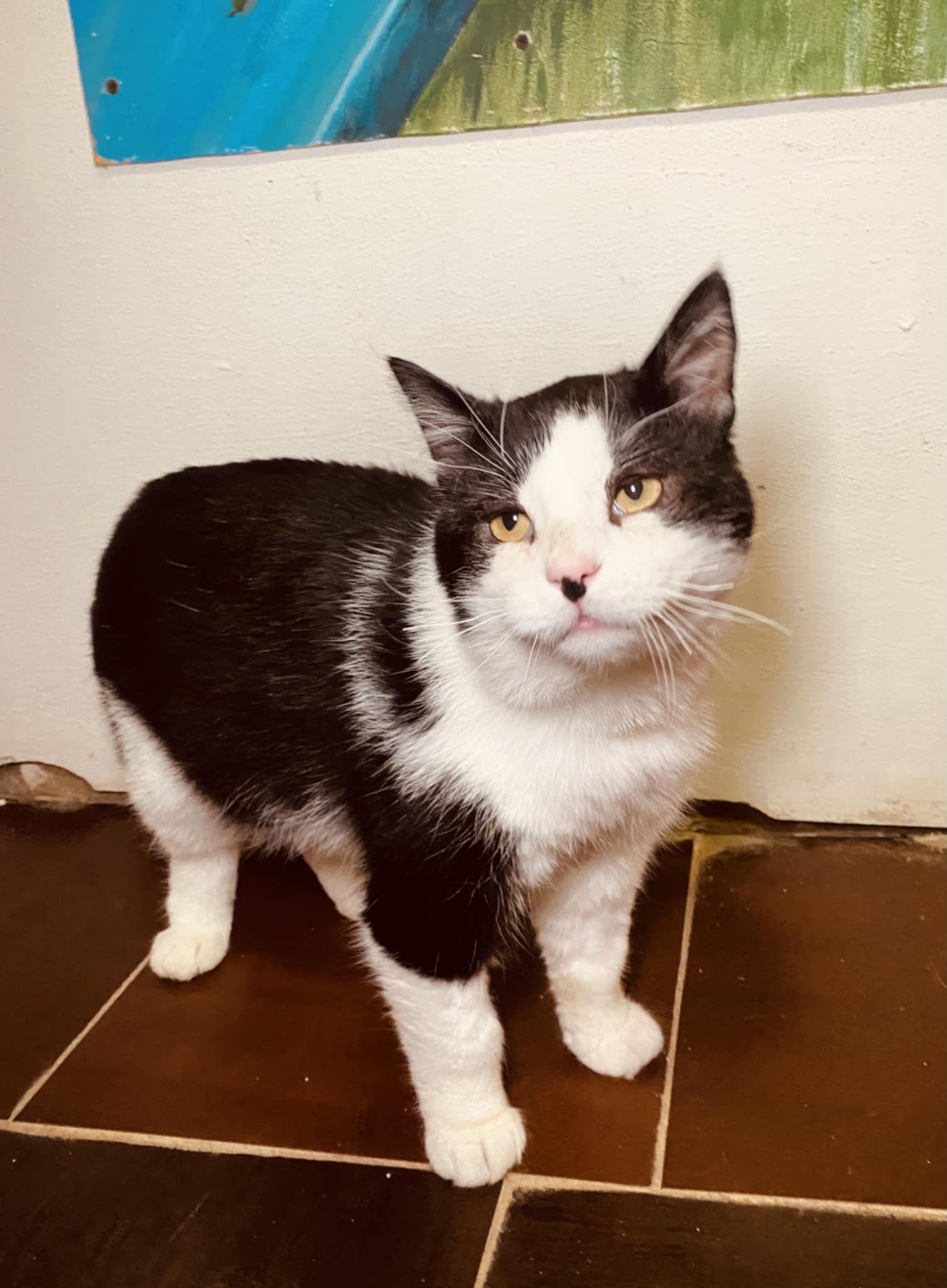 A black and white cat is standing on a table and looking to the side