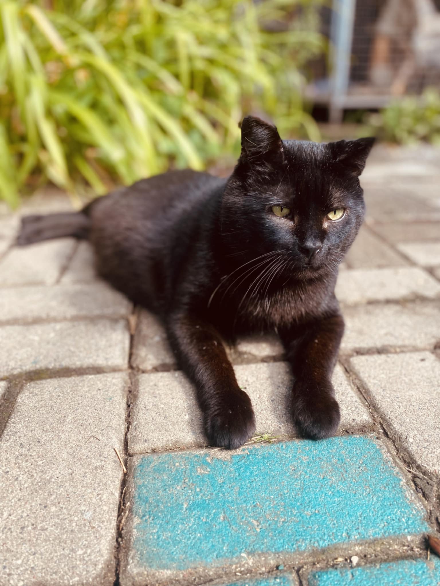 A black cat is laying on patio tiles in the sun