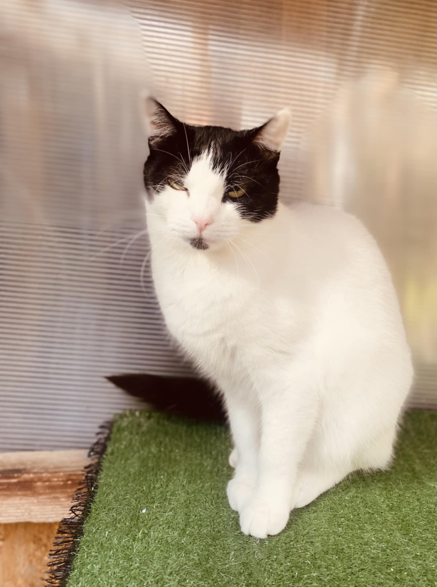 a black and white cat is standing on astroturf