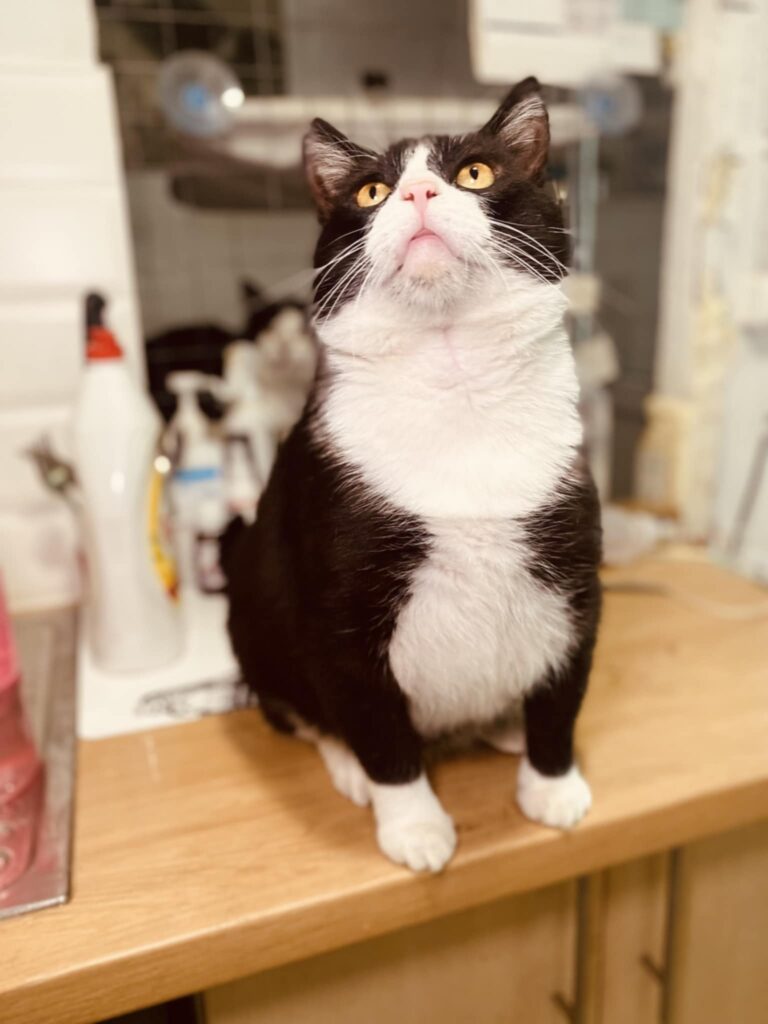 A fat black and white cat is sitting on a table and looking at the ceiling