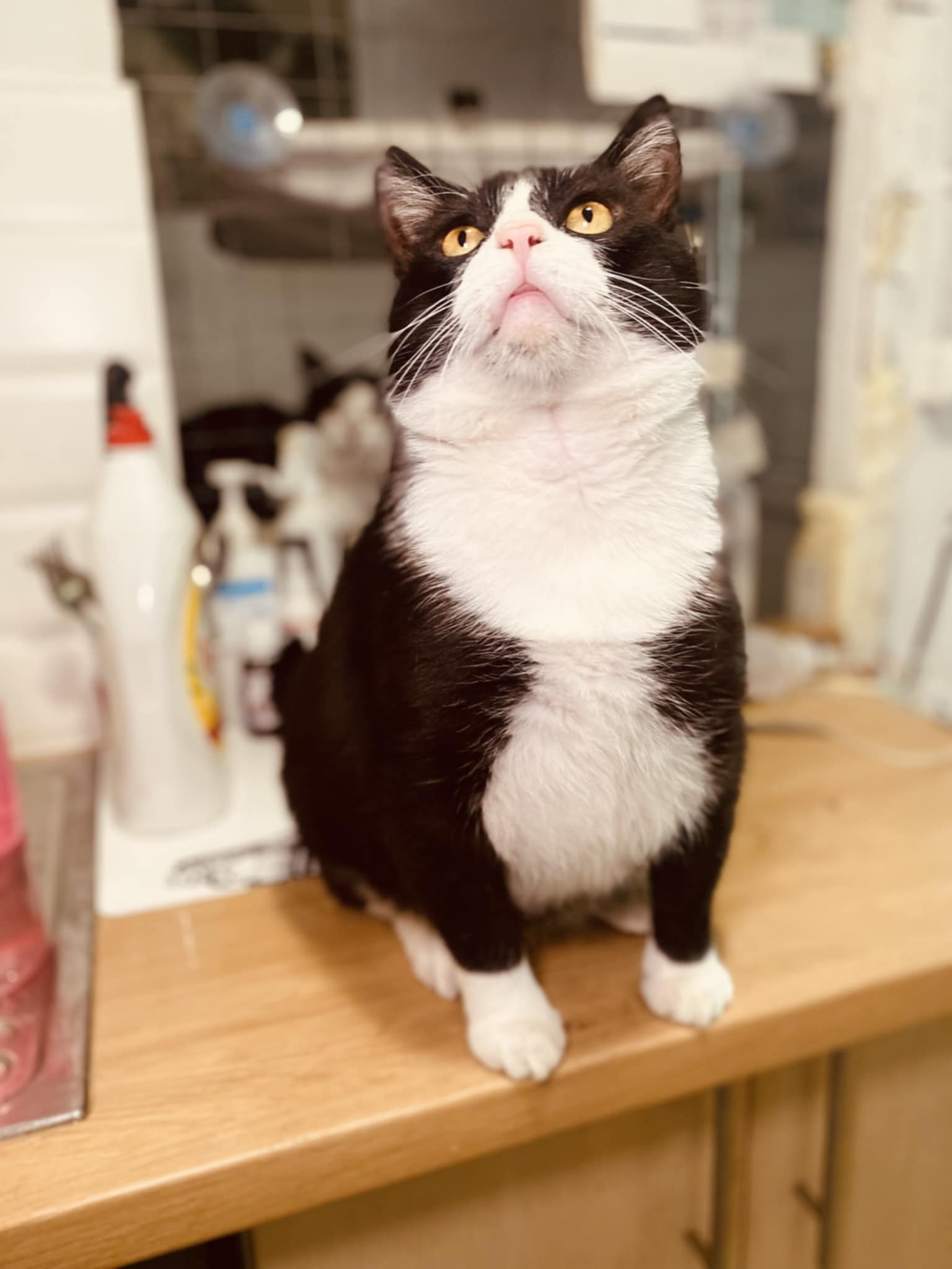 A fat black and white cat is sitting on a table and looking at the ceiling