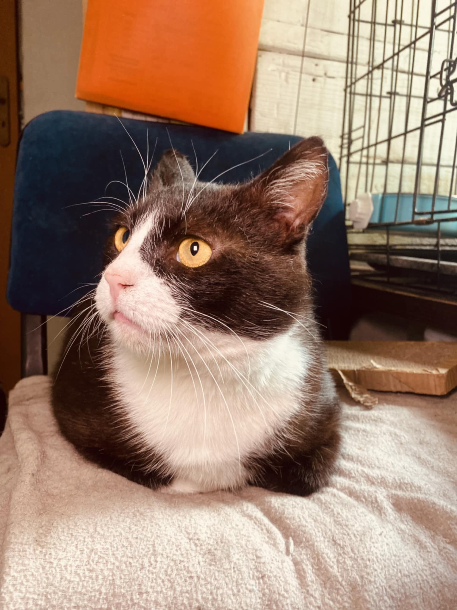 A tuxedo cat is lounging on the floor and looking to the side