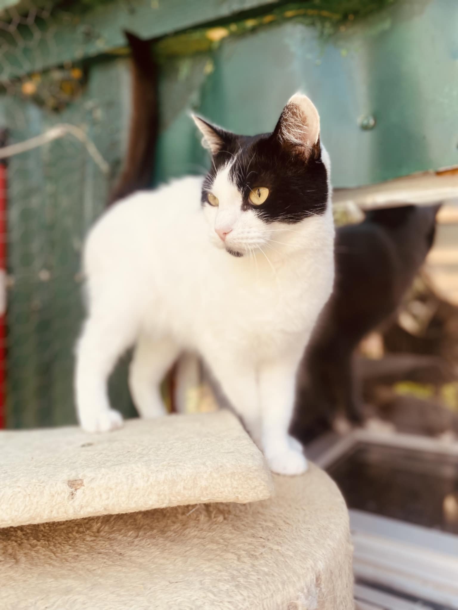 a black and white cat is standing on a cat tree
