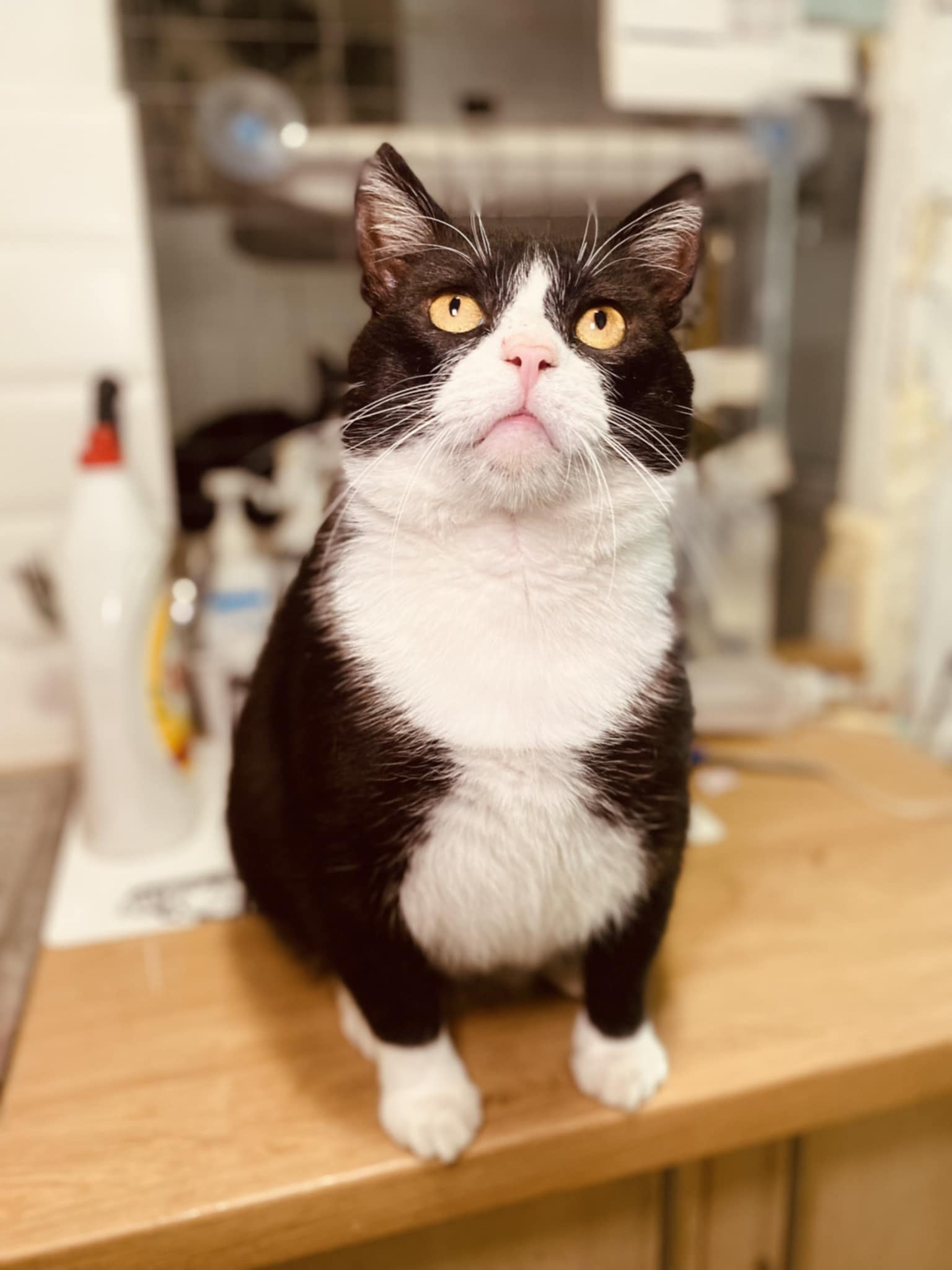 A tuxedo cat is lounging on the floor and looking up