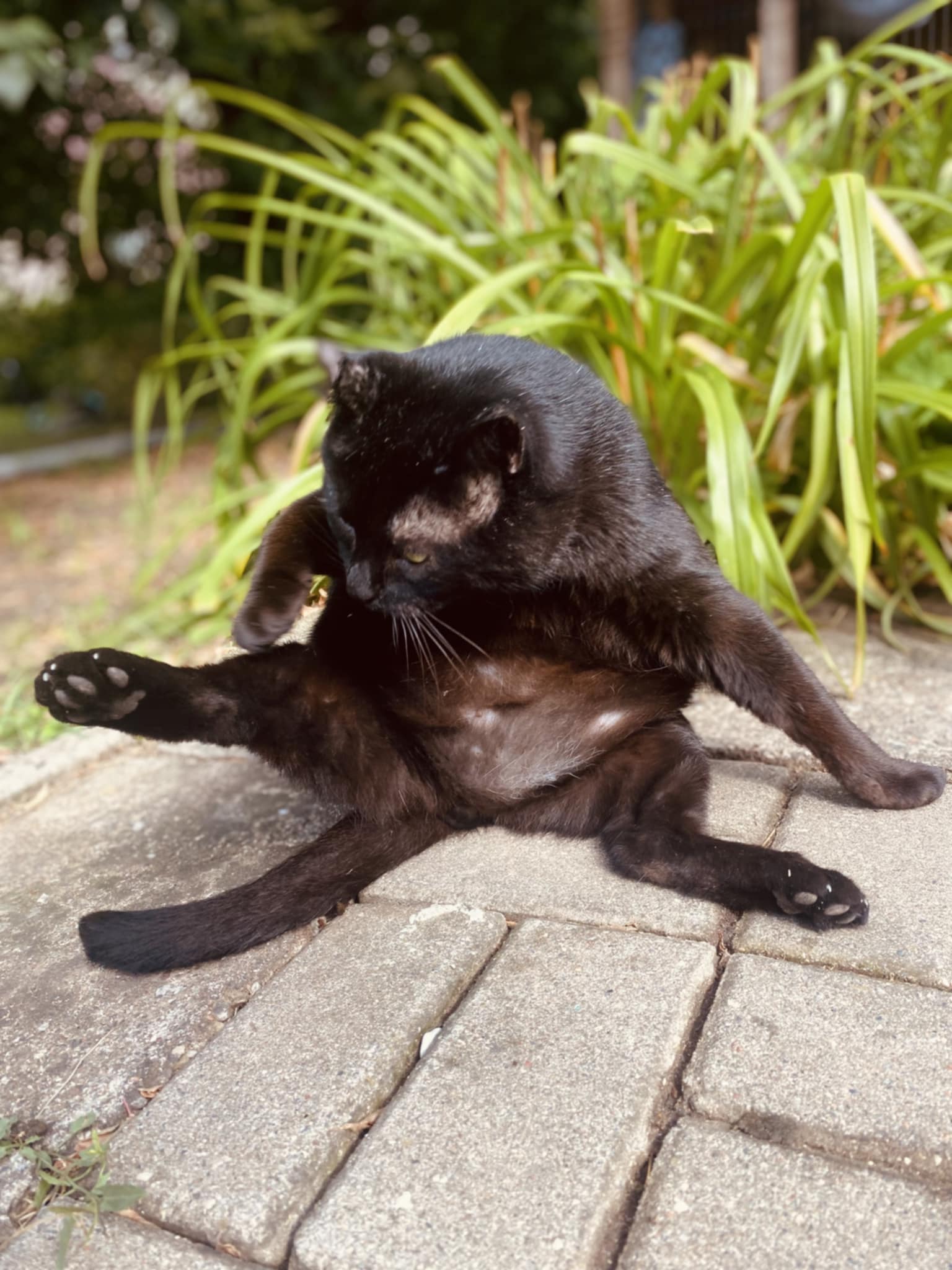 A black cat is sitting on patio tiles and cleaning his legs
