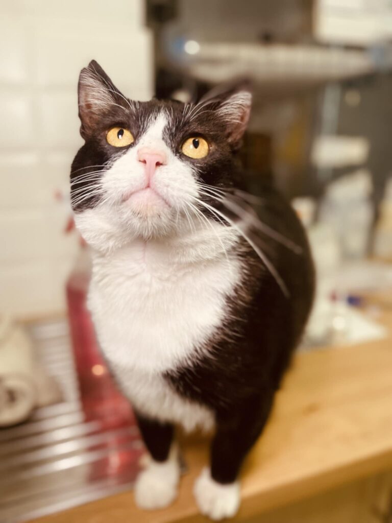 A tuxedo cat is standing on the floor and looking up