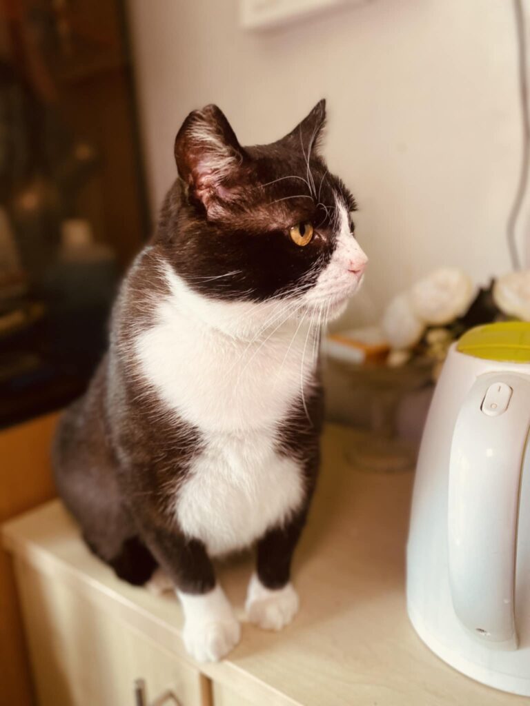 A black and white tuxedo cat is sitting on a cabinet