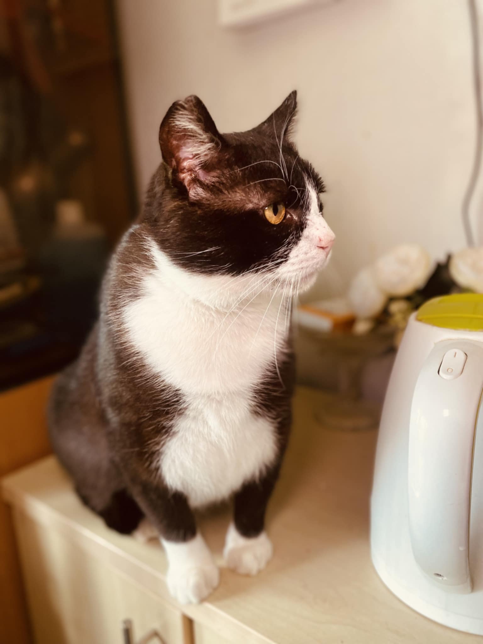 A black and white tuxedo cat is sitting on a cabinet