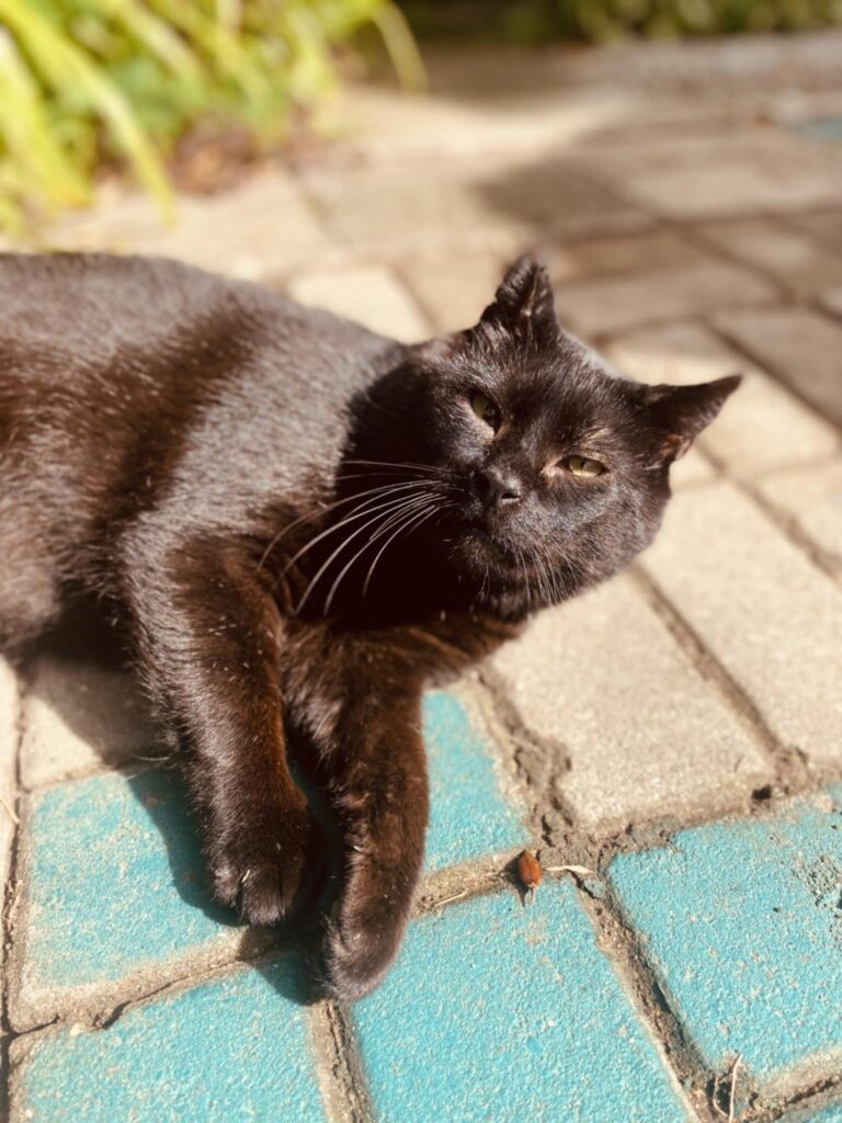 A black cat is laying on patio tiles in the sun