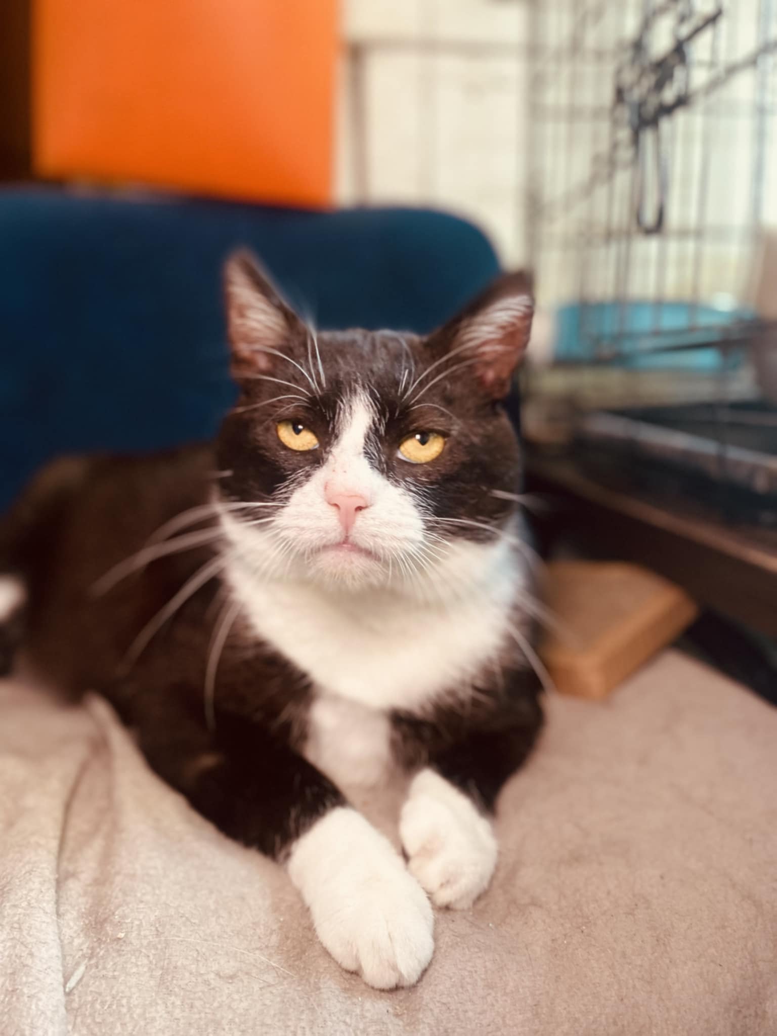 A tuxedo cat is lounging on the floor and looking at the camera