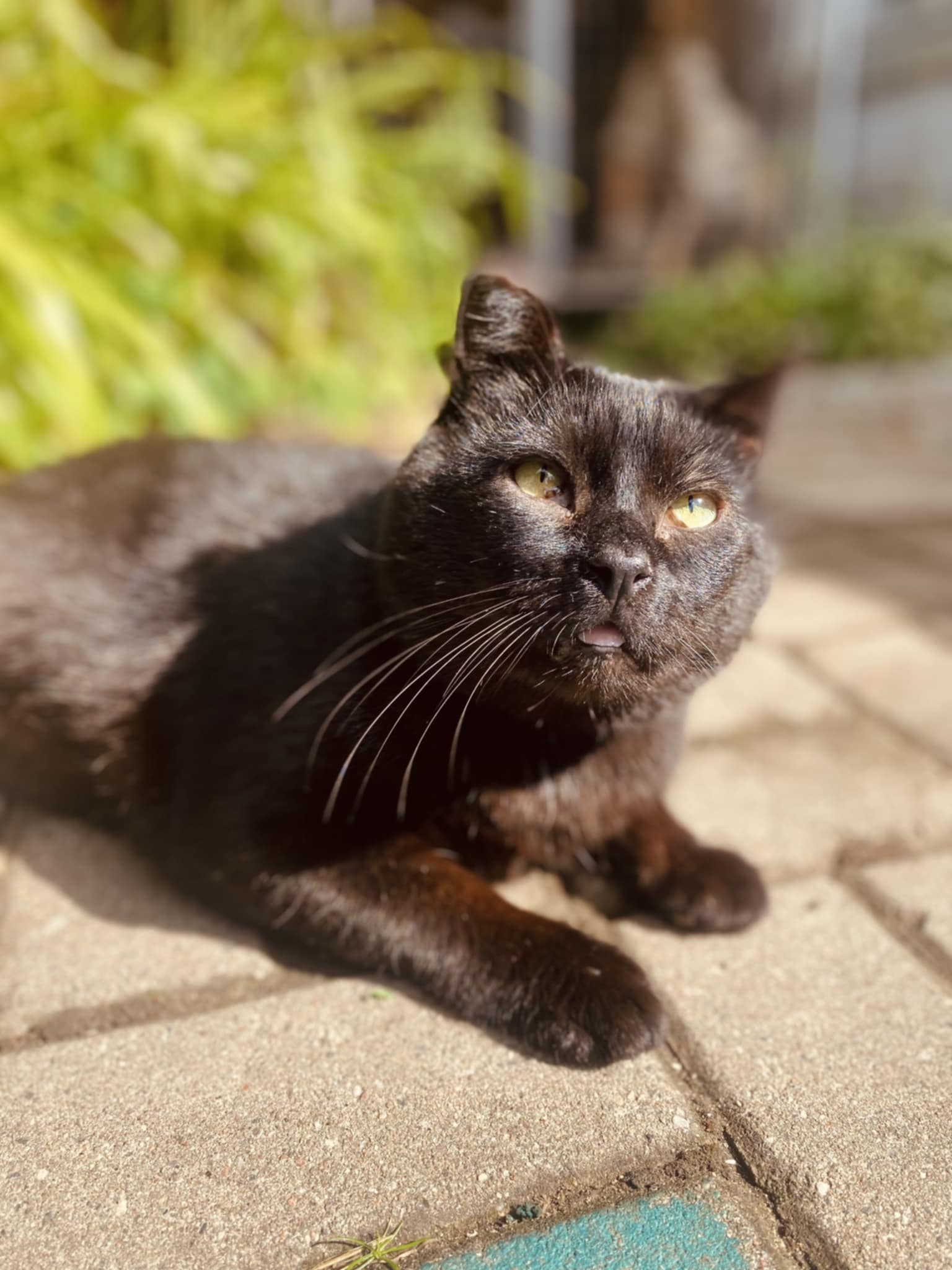 A black cat is sitting on patio tiles in the sun. His tongue is out