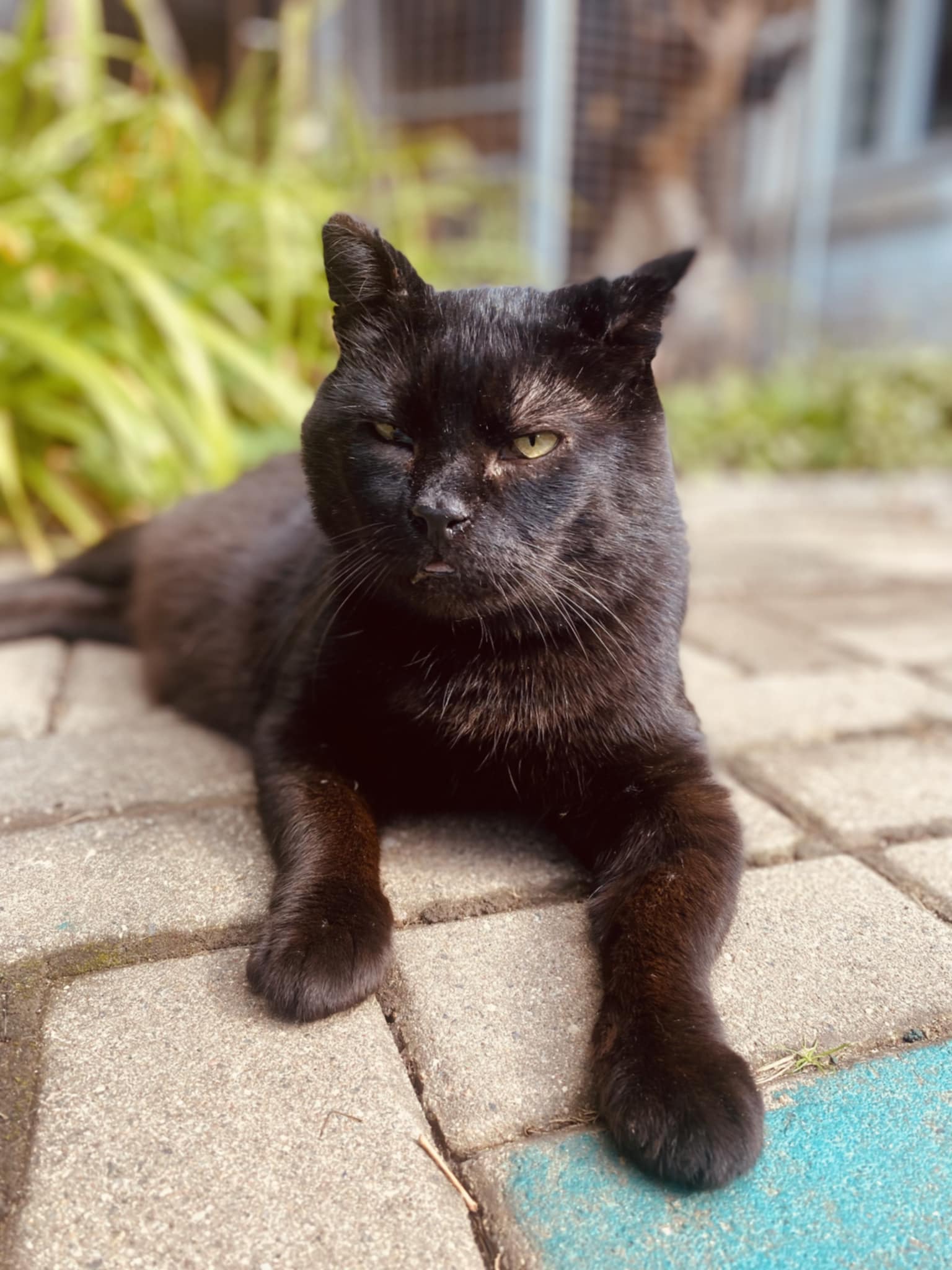 A black cat is laying on patio tiles in the sun