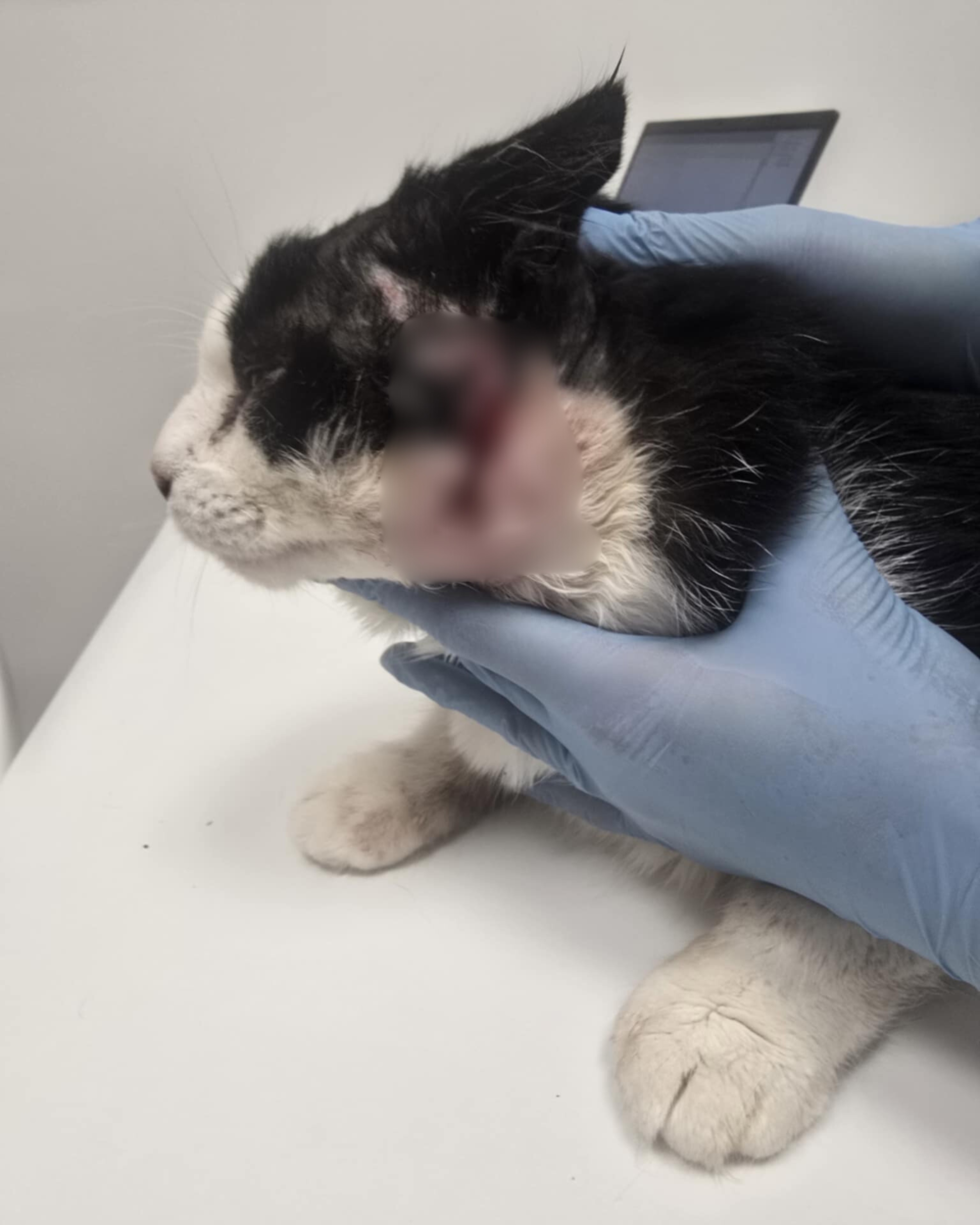 A black and white cat with significant open wounds is on a vet table