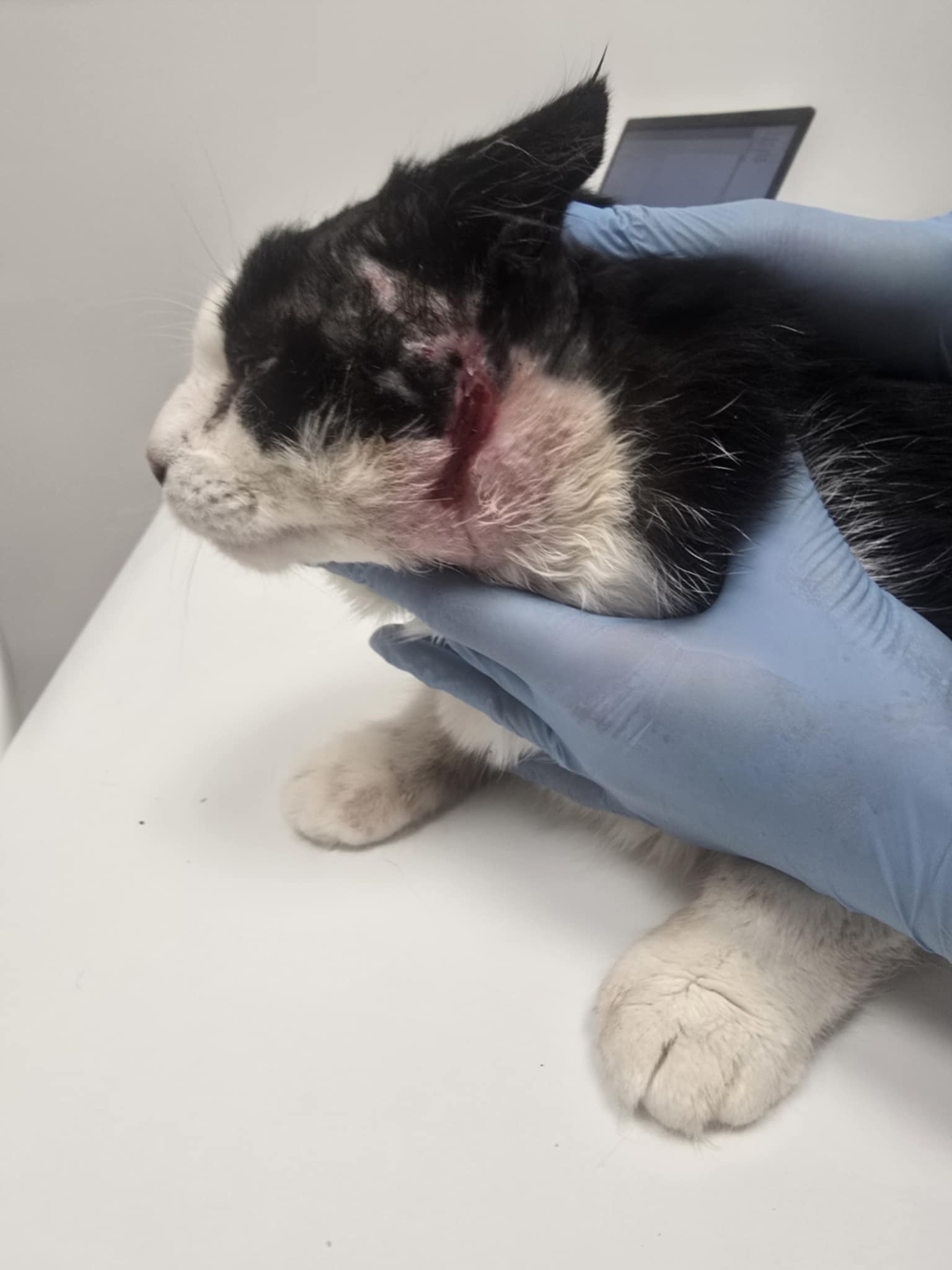 A black and white cat with significant open wounds is on a vet table