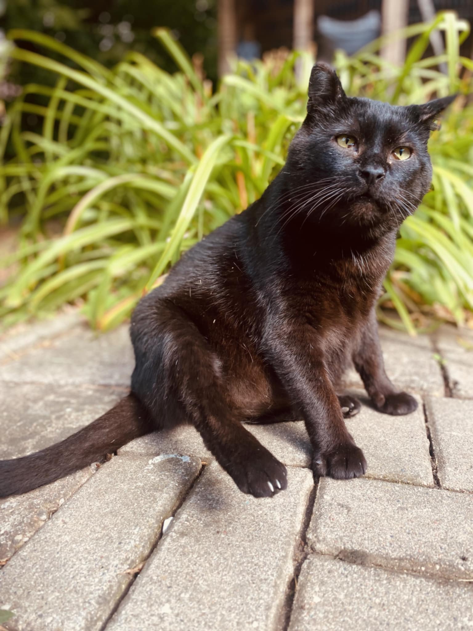 A black cat is sitting on patio tiles in the sun, cleaning himself