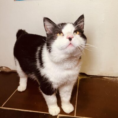 A black and white cat is standing on the floor and looking up