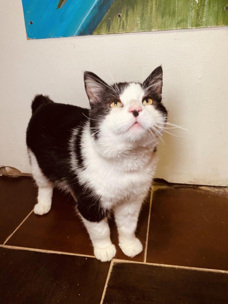 A black and white cat is standing on the floor and looking up