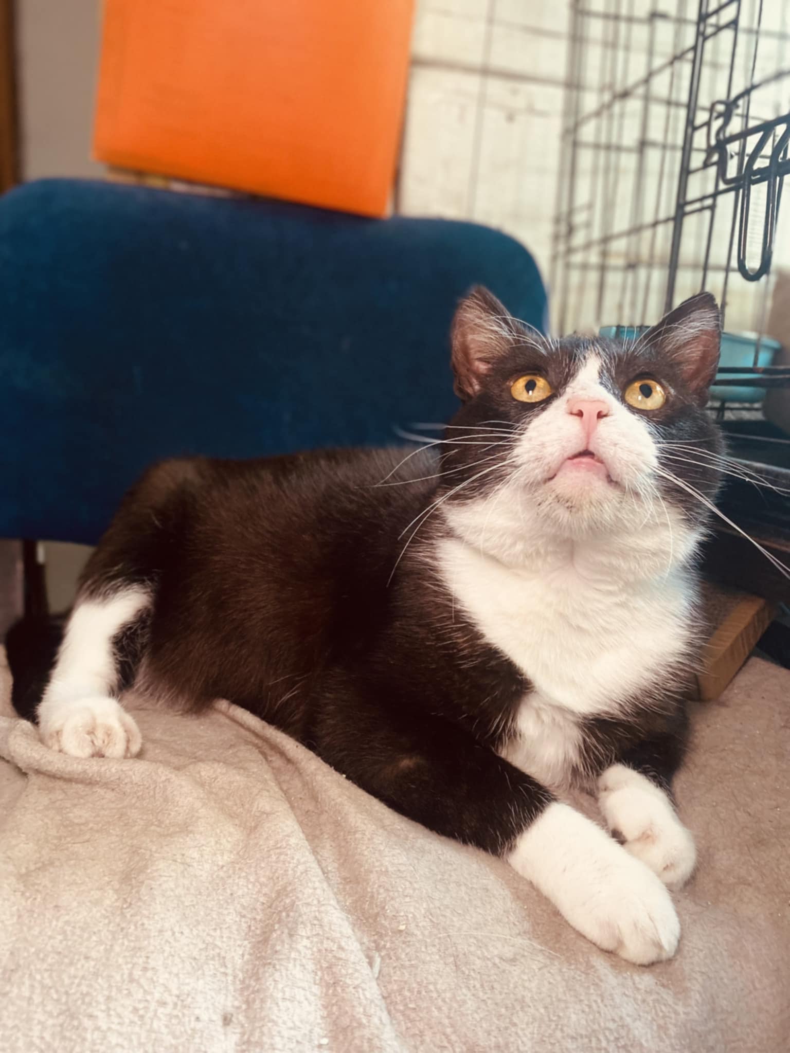 A tuxedo cat is lounging on the floor and looking up