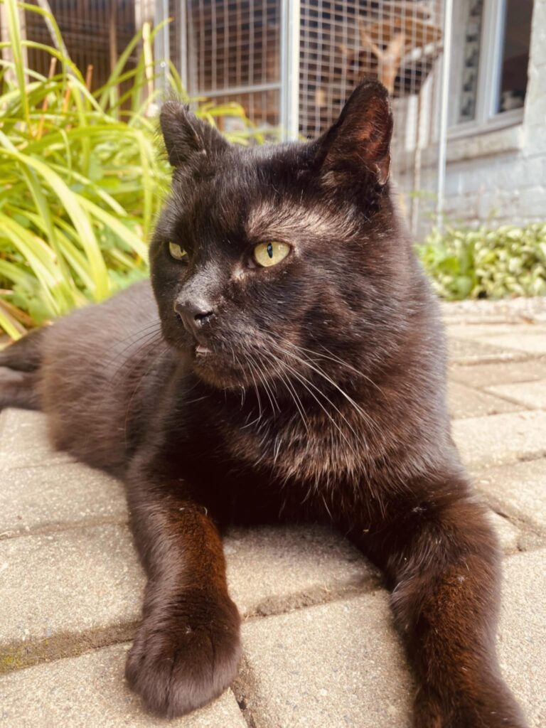 A black cat is sitting on patio tiles in the sun