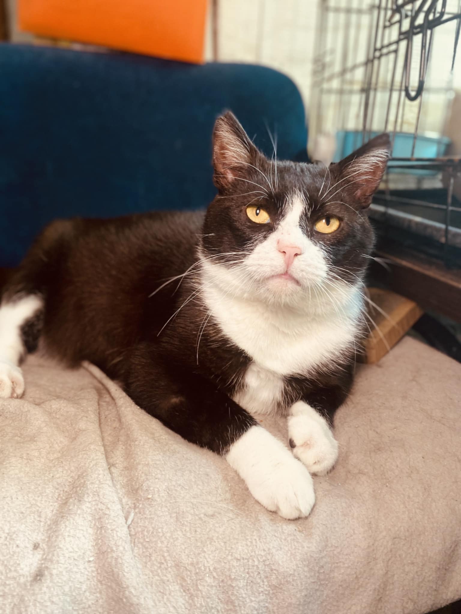 A tuxedo cat is lounging on the floor and looking at the camera