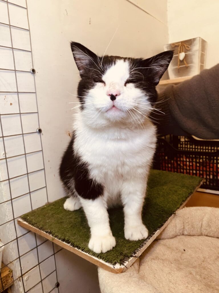 A black and white cat is sitting happily on a table and has his eyes closed.