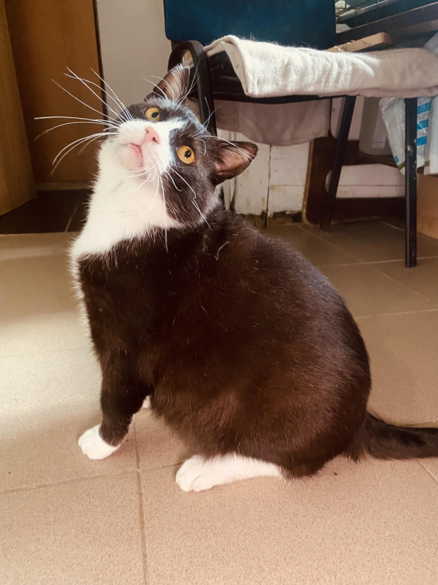 A tuxedo cat is sitting on the floor and staring at a toy