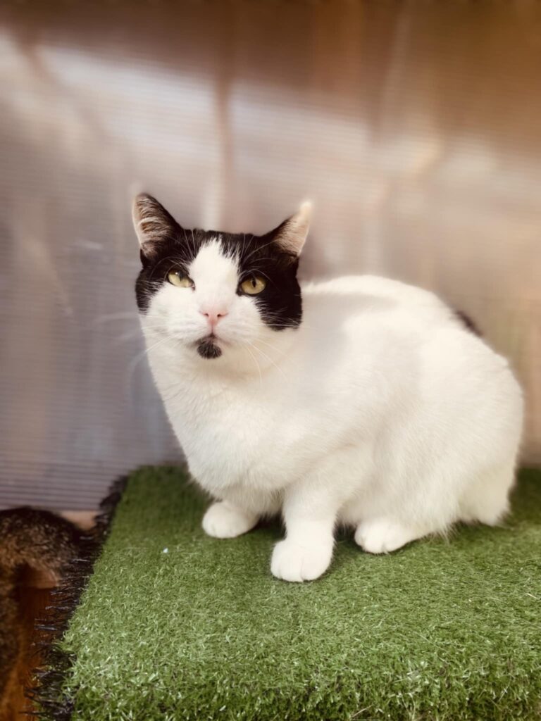 a black and white cat is laying on astroturf