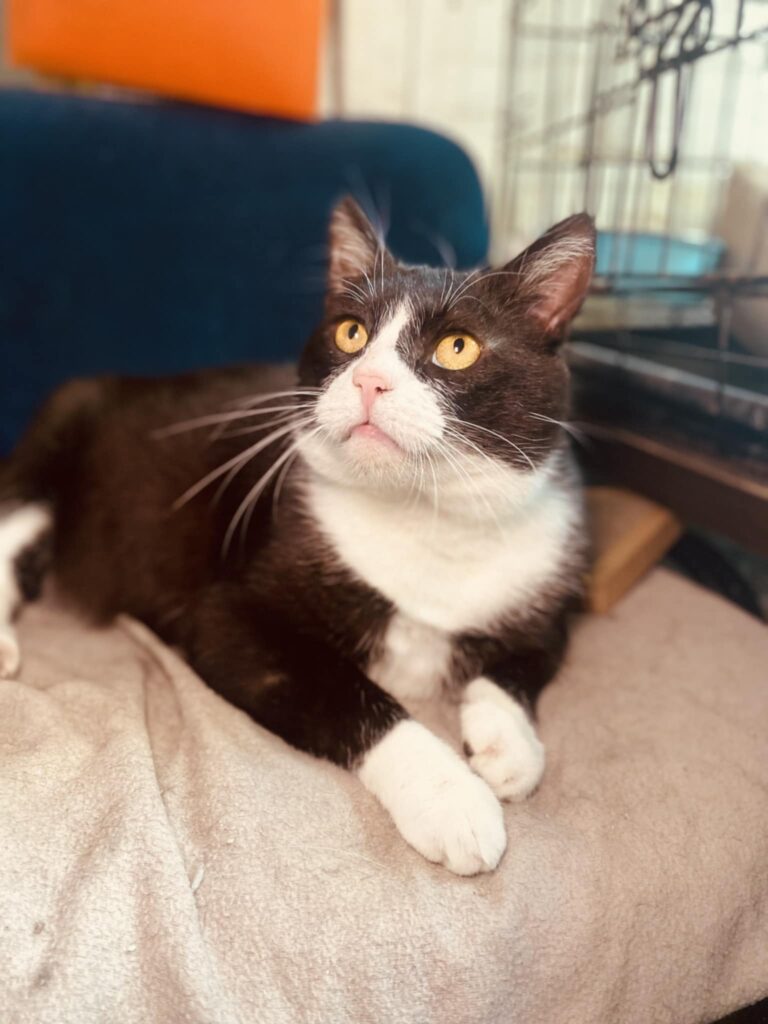 A tuxedo cat is lounging on the floor and looking up