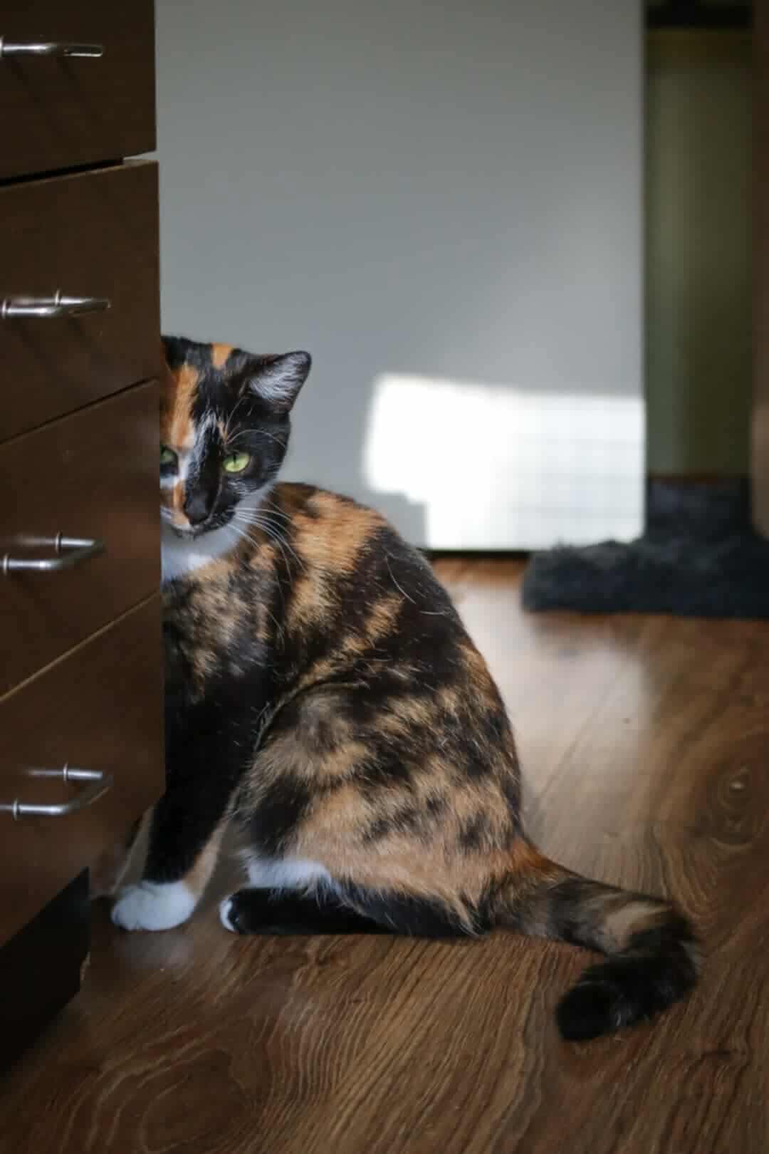 A tri-color tortoiseshell or calico cat is hiding behind drawers