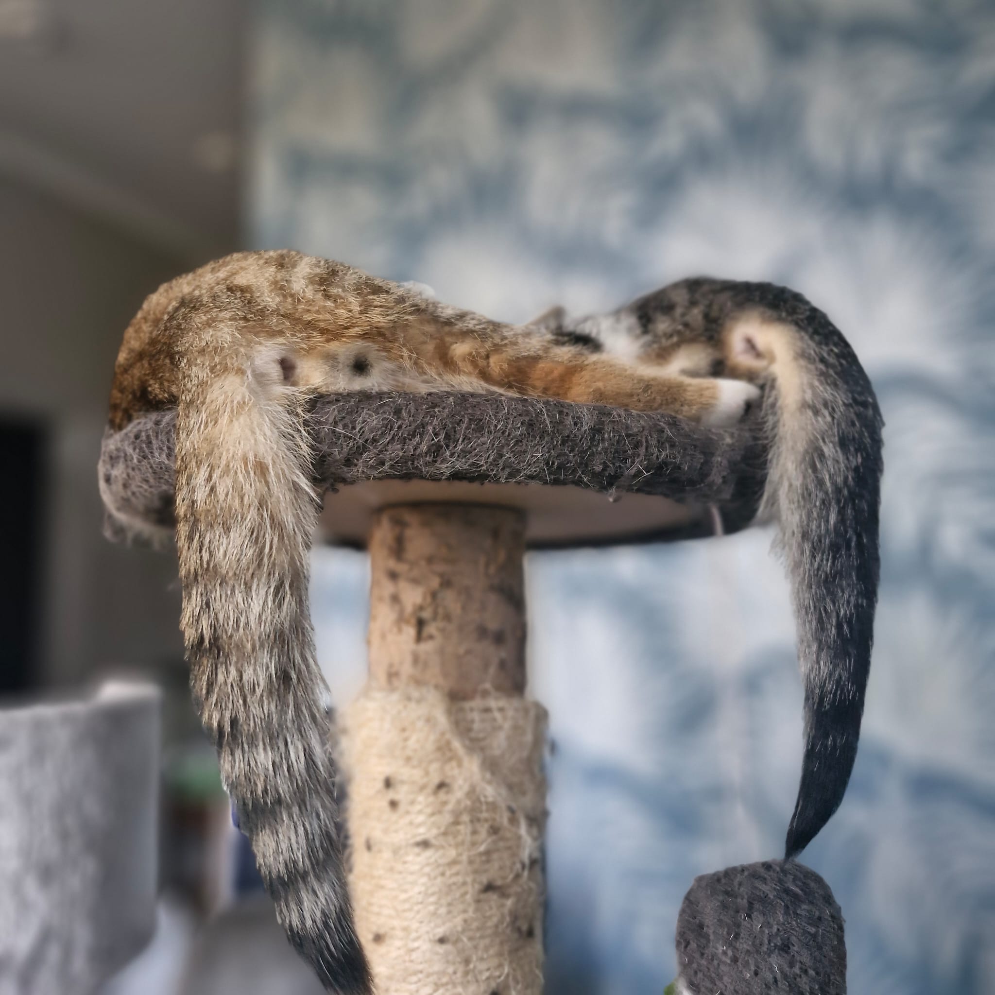 Two tabby kittens are sleeping on a cat tree. We only see their tails hanging over the platform