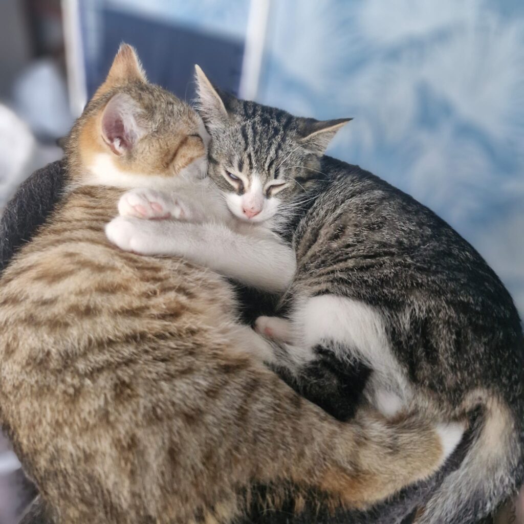 Two tabby kittens are sitting on a cat tree and hugging each other