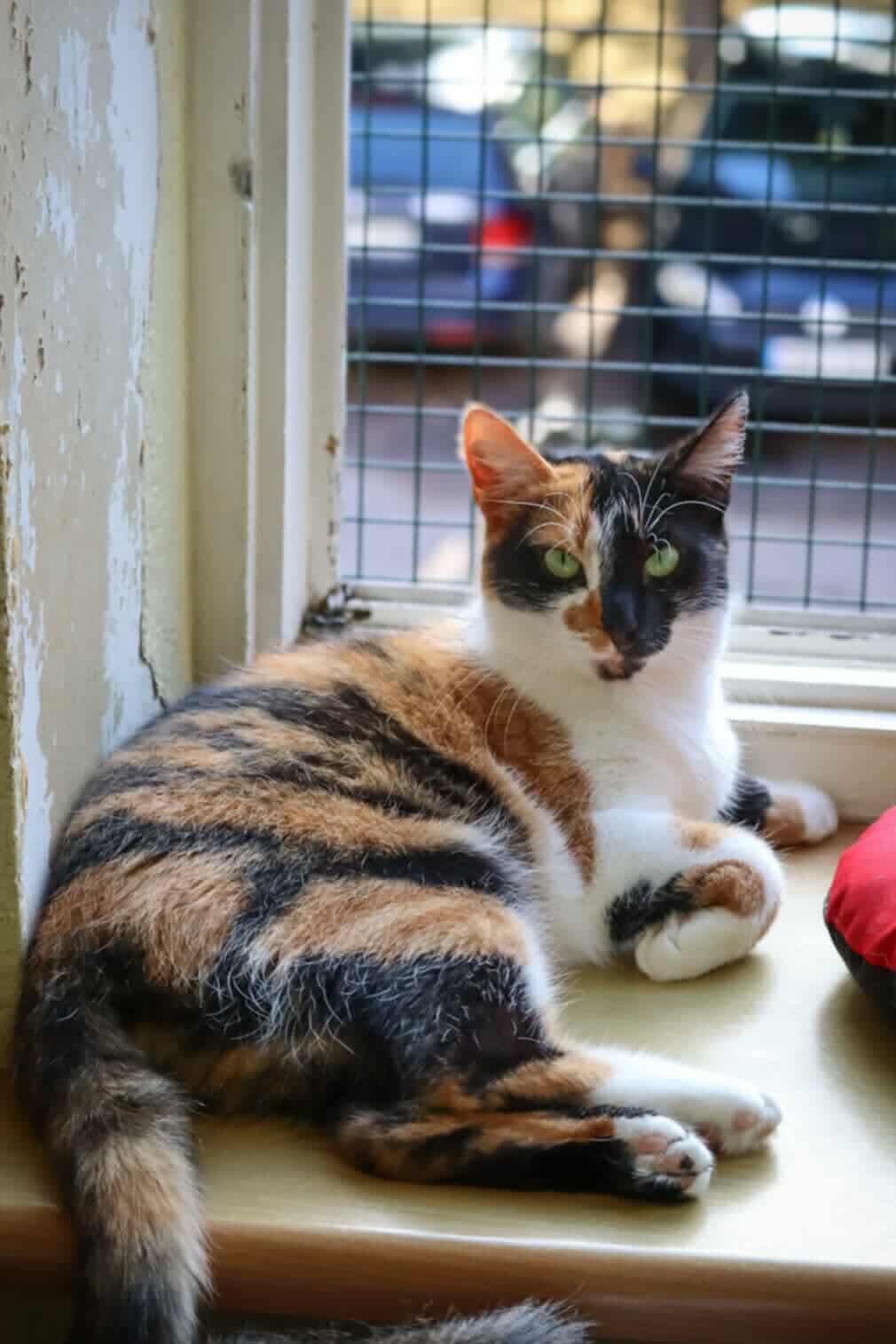 A tri-color tortoiseshell or calico cat is lounging next to a sunny window