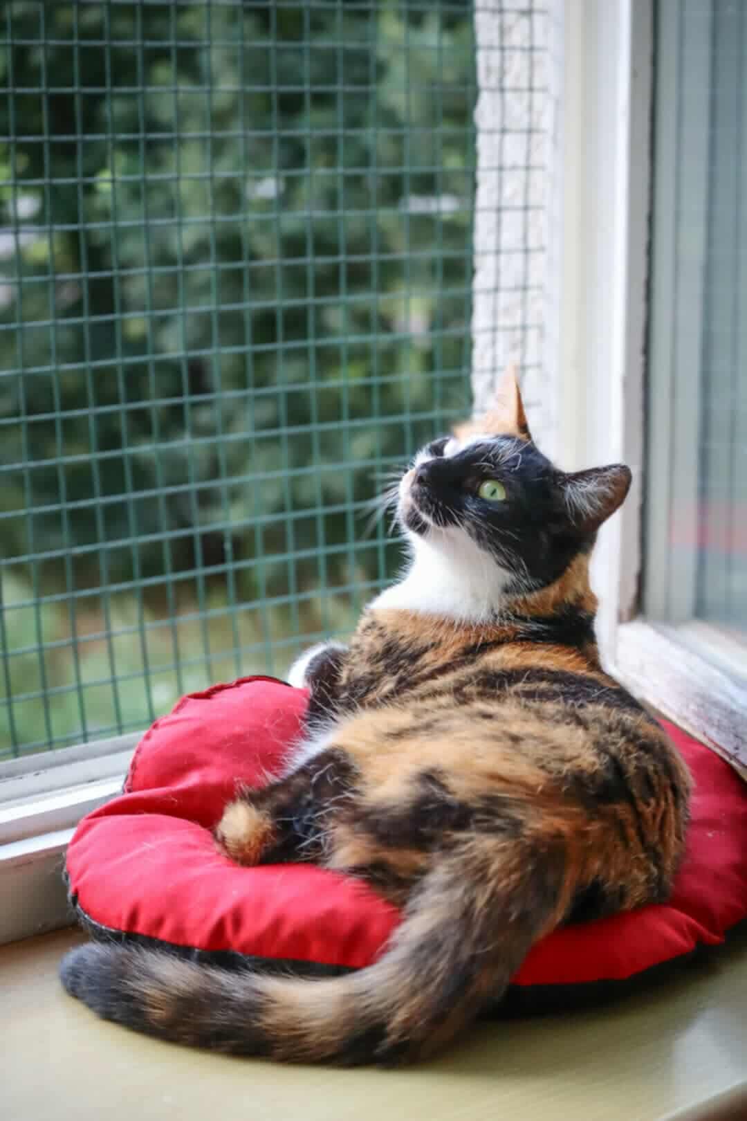 A tri-color tortoiseshell or calico cat is lounging on a red pillow next to a sunny window