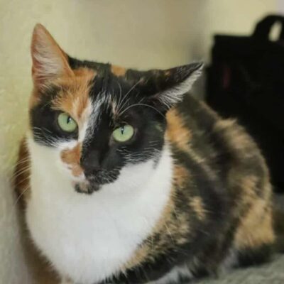 A tri-color tortoiseshell or calico cat is sitting on a carpet
