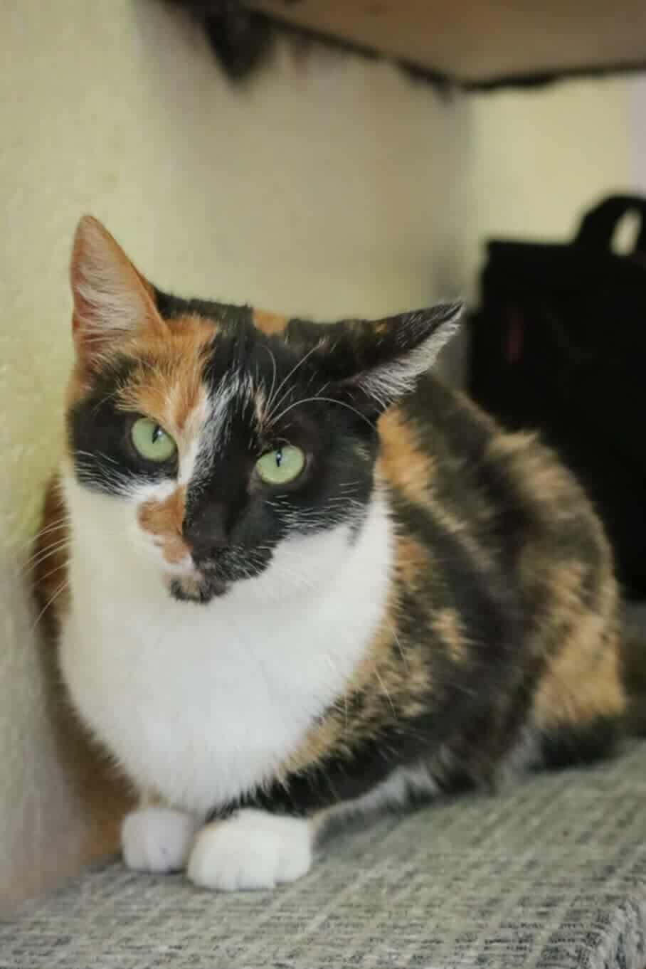 A tri-color tortoiseshell or calico cat is sitting on a carpet
