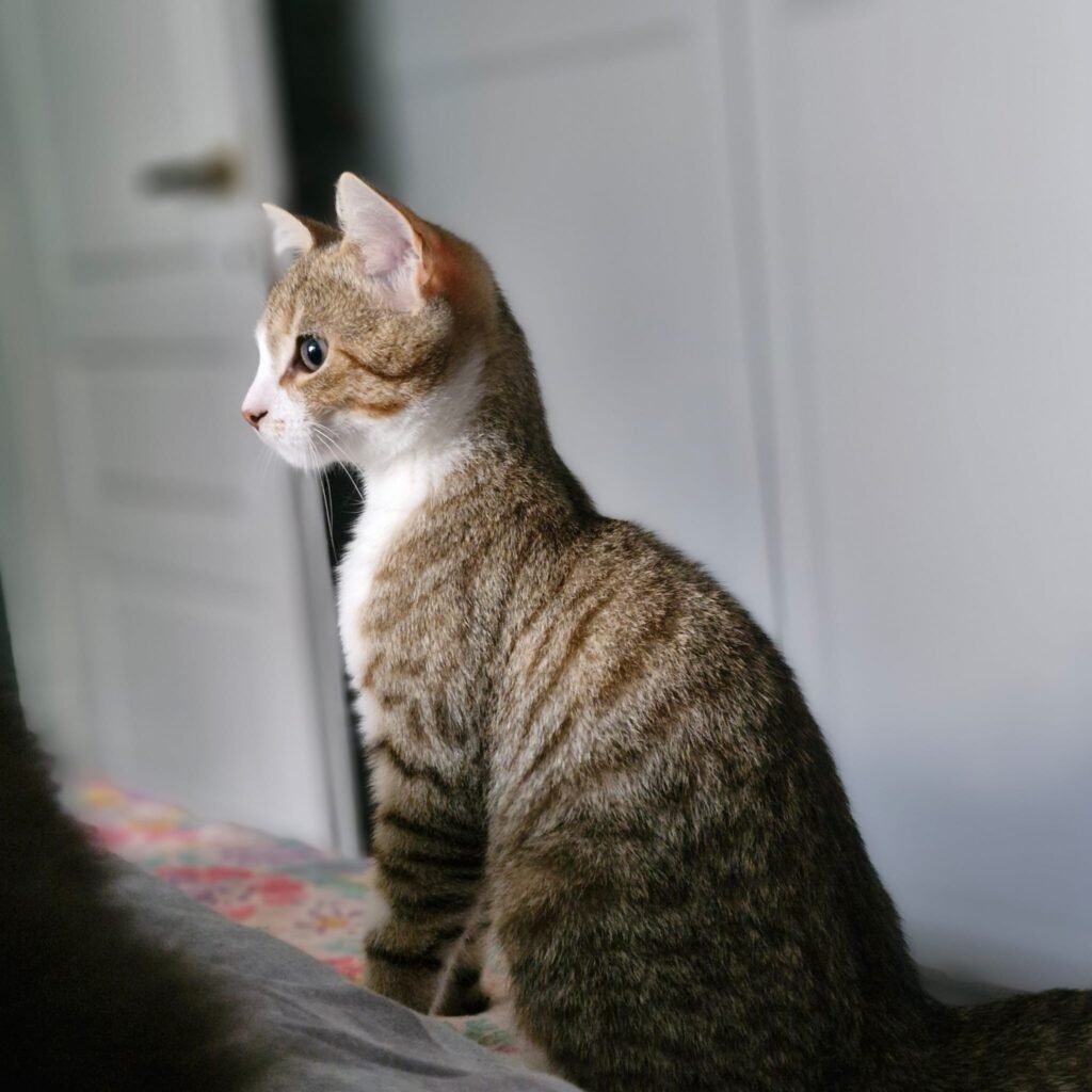 A gray tabby kitten with a white face and chest is sitting by a window