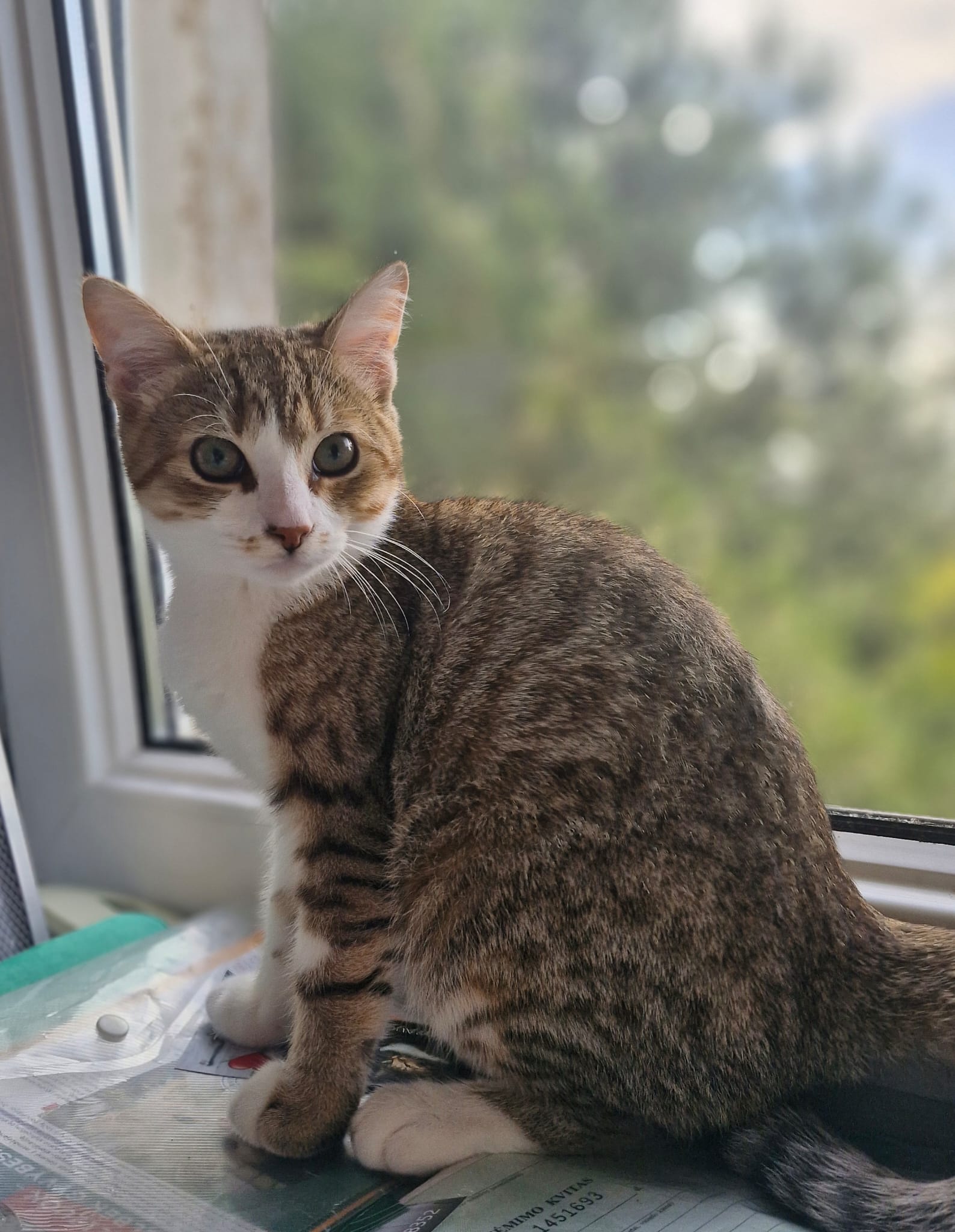A gray tabby kitten with a white face and chest is sitting by a window