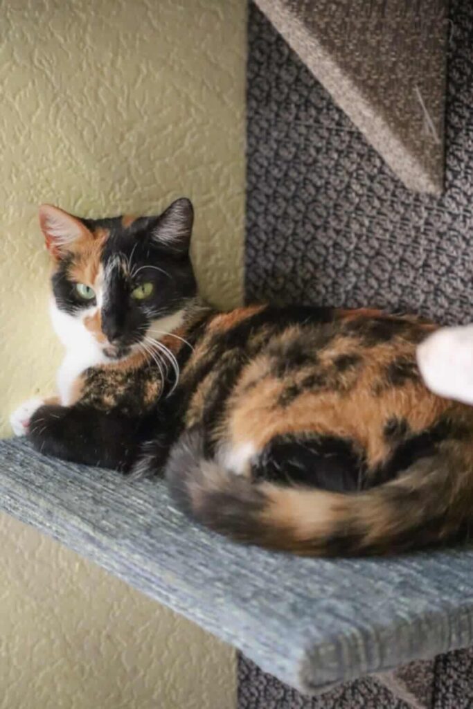 A tri-color tortoiseshell or calico cat is lounging on a shelf