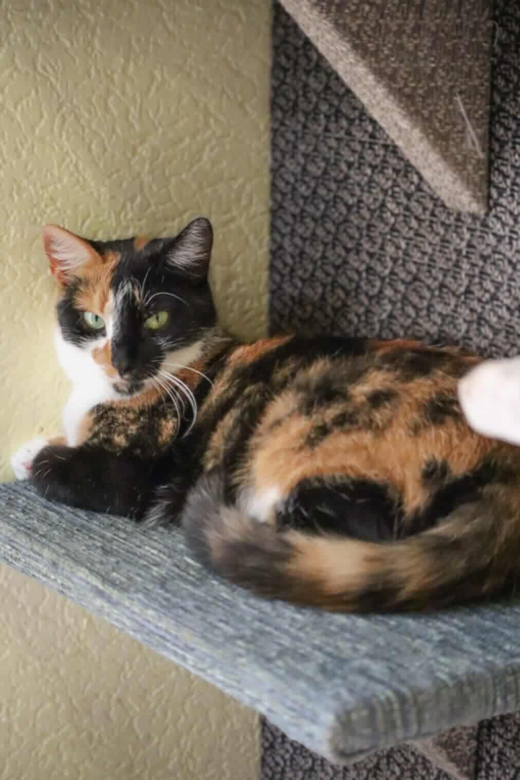 A tri-color tortoiseshell or calico cat is lounging on a shelf