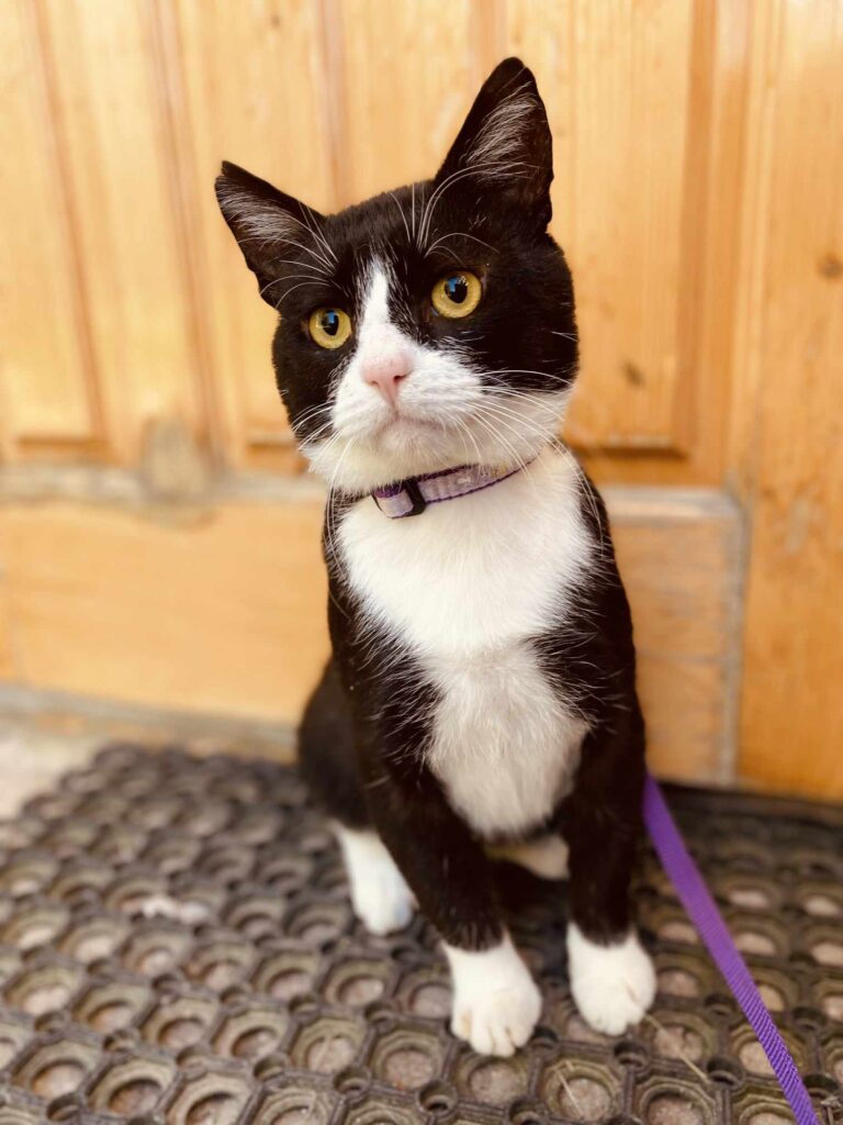 A tuxedo cat with yellow eyes is sitting and is wearing a leash