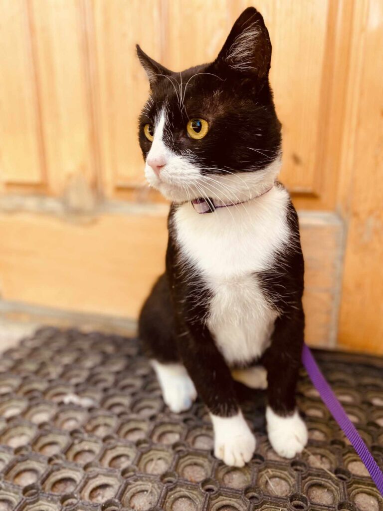A tuxedo cat with yellow eyes is sitting and is wearing a leash