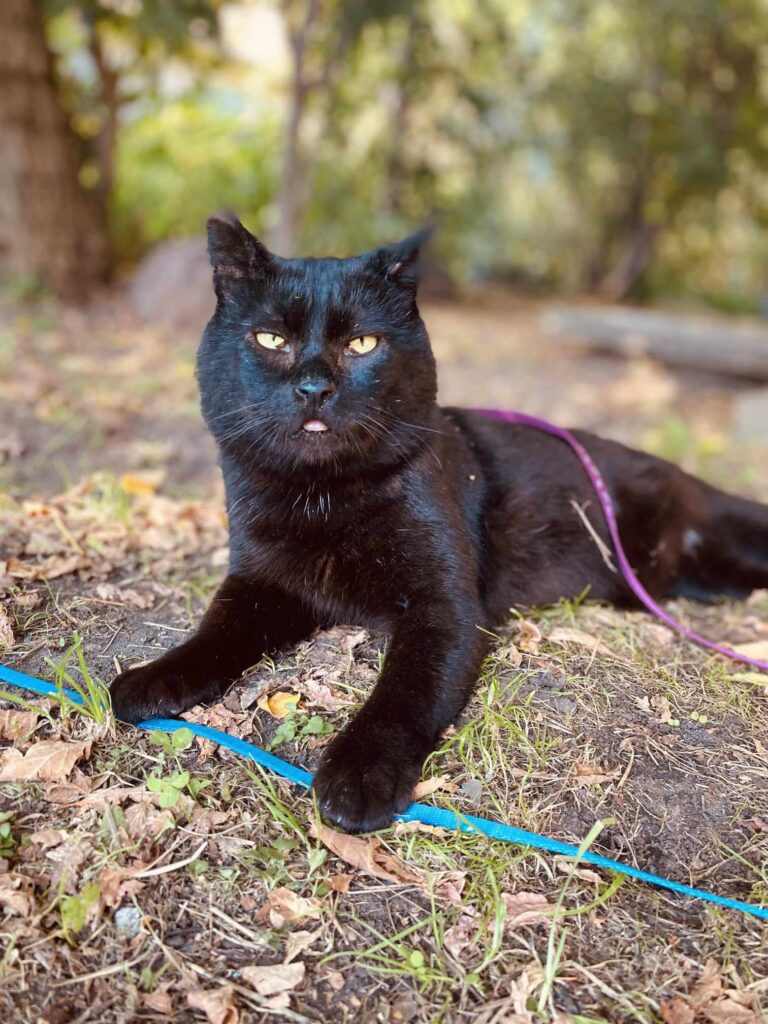 A shiny black cat is laying on the ground in the sun. His tongue is sticking out. He is on a leash