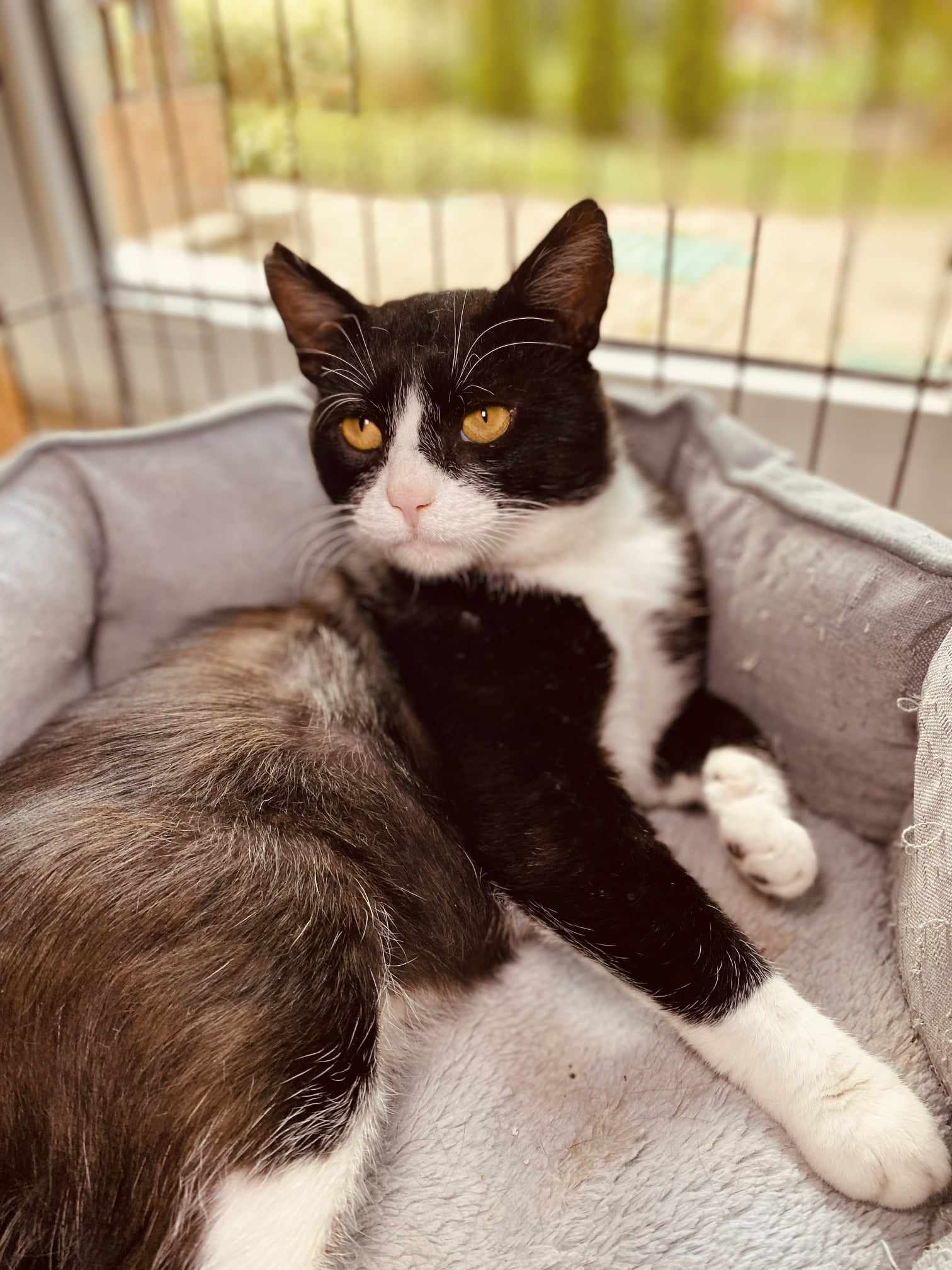 A tuxedo cat is laying in a cat bed and staring off camera