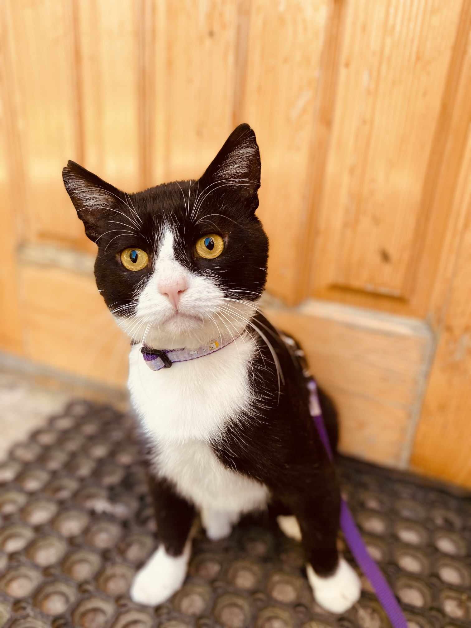 A tuxedo cat with yellow eyes is sitting and is wearing a leash