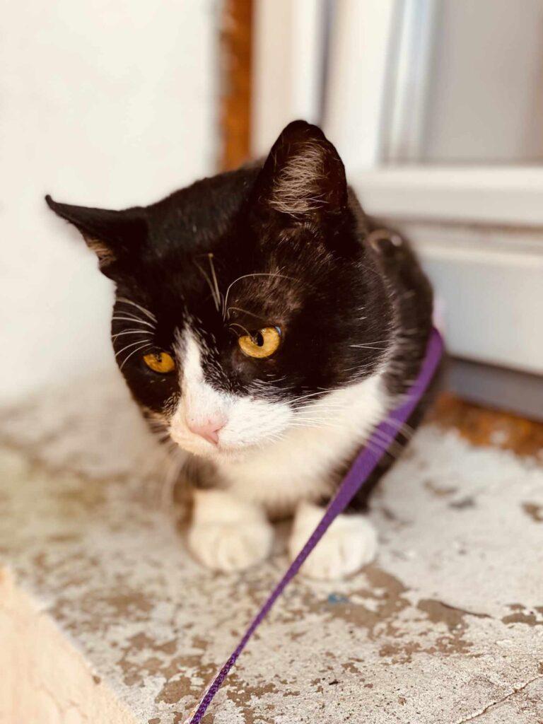 A black and white tuxedo cat is laying down outside a door