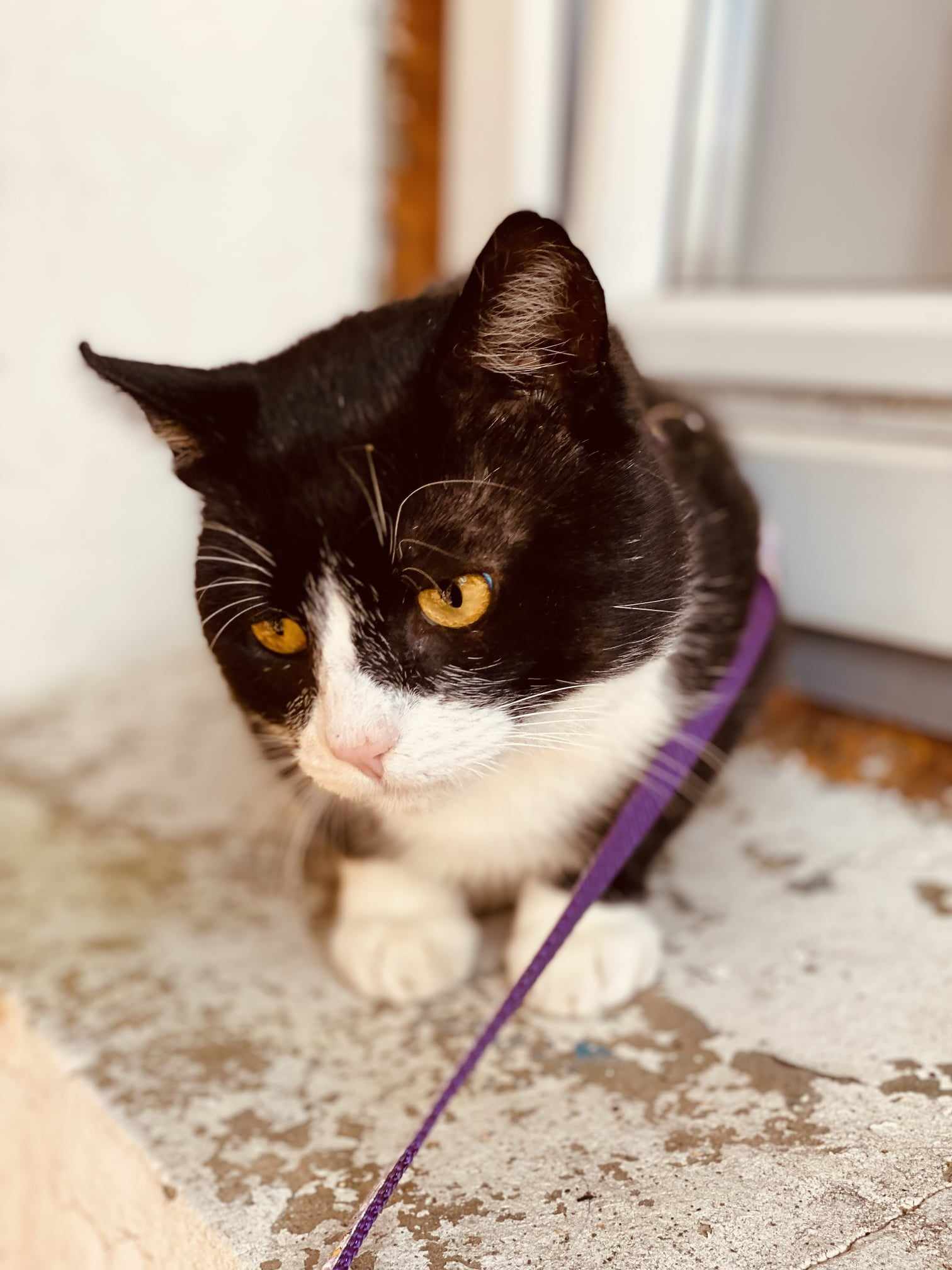 A black and white tuxedo cat is laying down outside a door