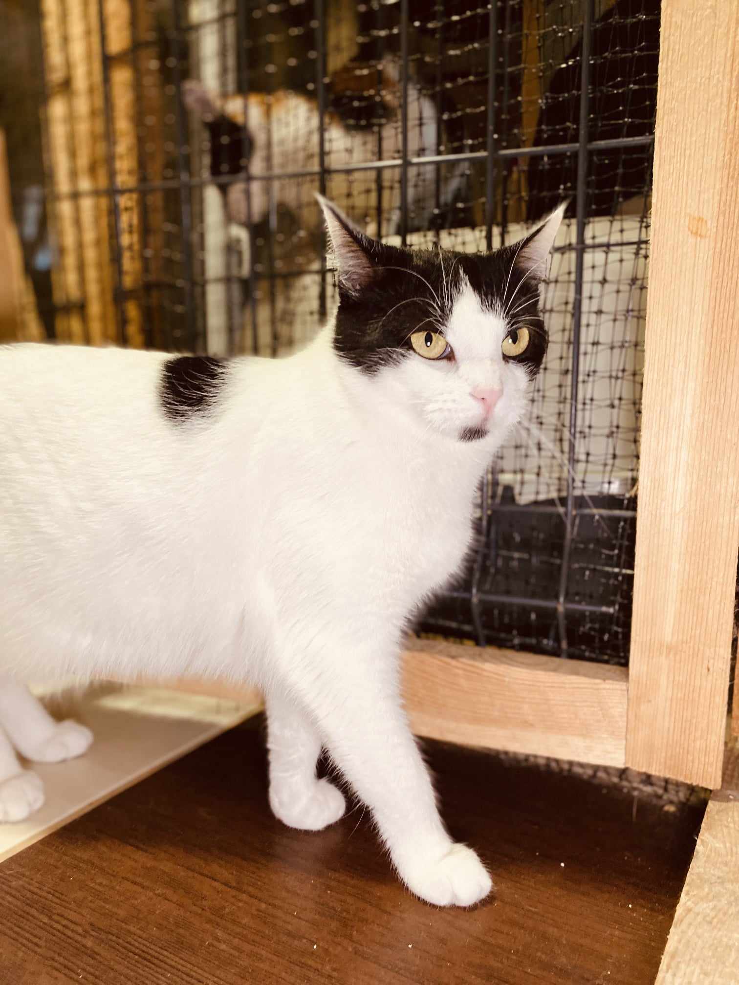 a black and white cat is standing next to a wire door